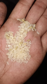 water-affected-rice